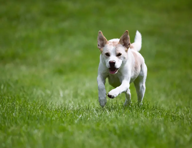 Husky lab mix care