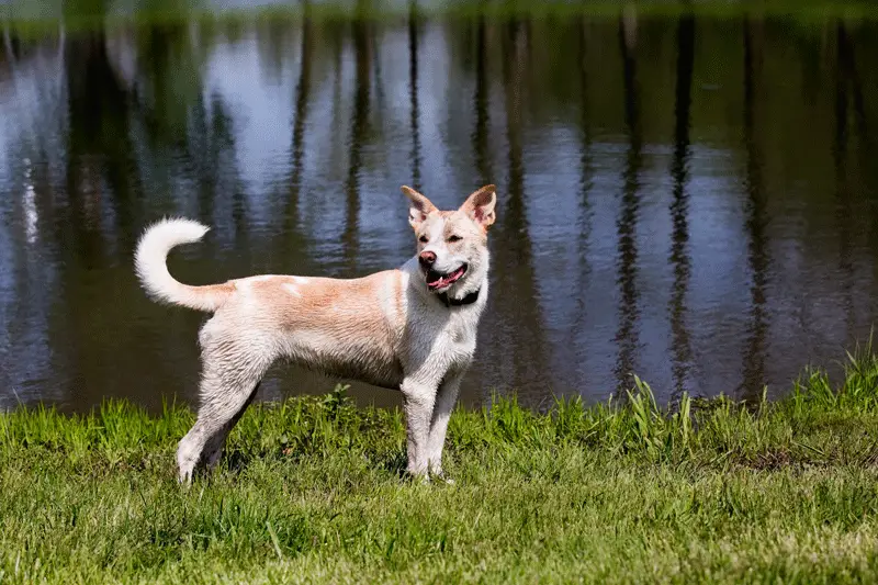 Husky lab mix traits & characteristics