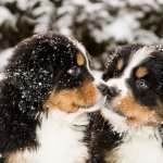 Bernedoodle Puppy