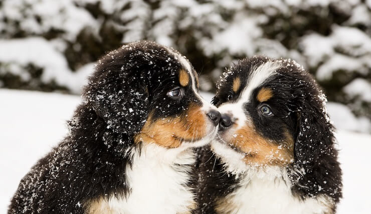 bernese mountain dog and standard poodle mix