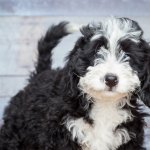 Bernedoodle Temperament