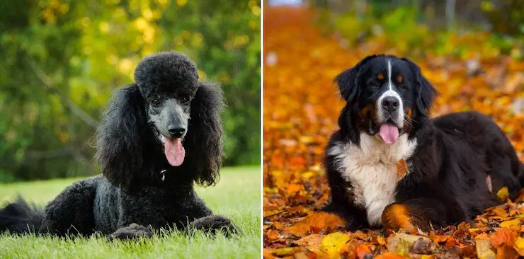 Bernese Mountain Dog and Poodle