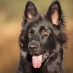 Black German Shepherd Appearance