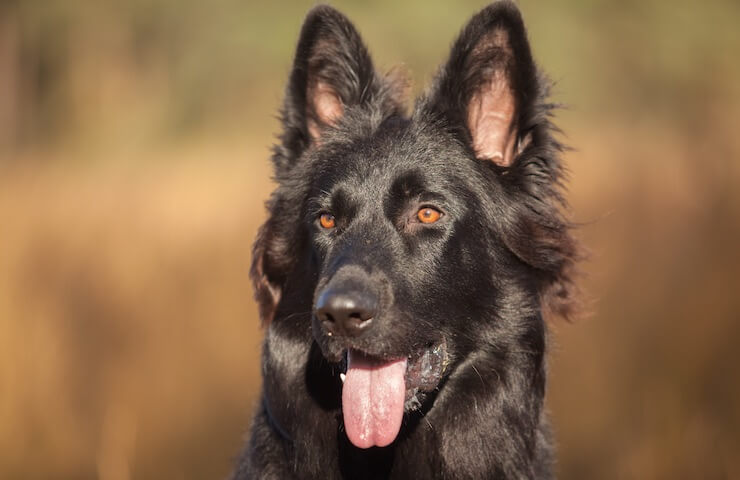 black german shepherd mix