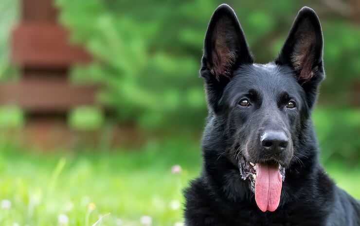 Black German Shepherd Panting