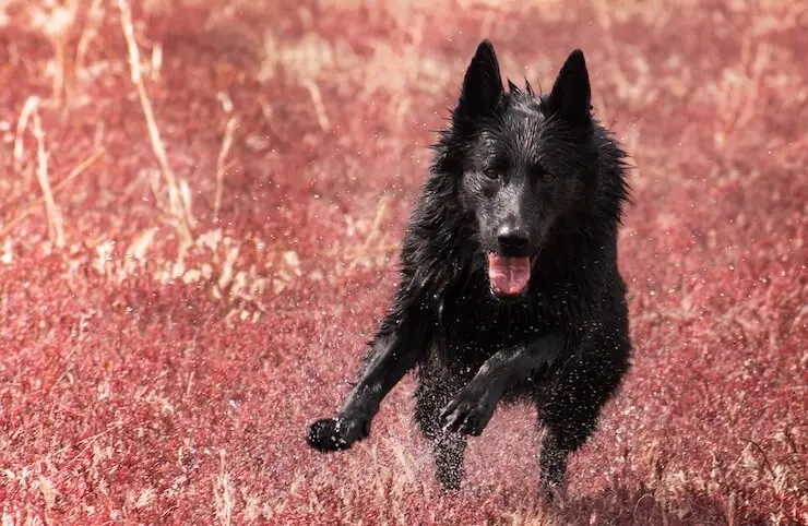 Black German Shepherd Running