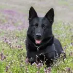 Black German Shepherd Walking