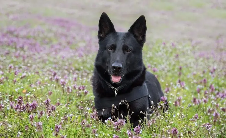 Black German Shepherd Walking