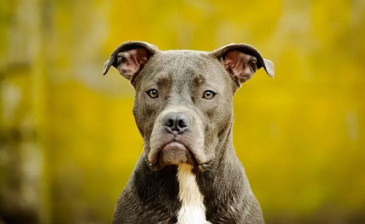 Blue Nose Pitbull Appearance