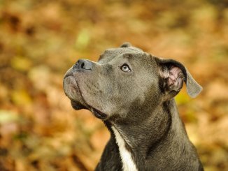 Blue Nose Pitbull Dog Breed Information and Owner's Guide Banner