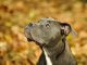 Blue Nose Pitbull Dog Breed Information and Owner's Guide Banner