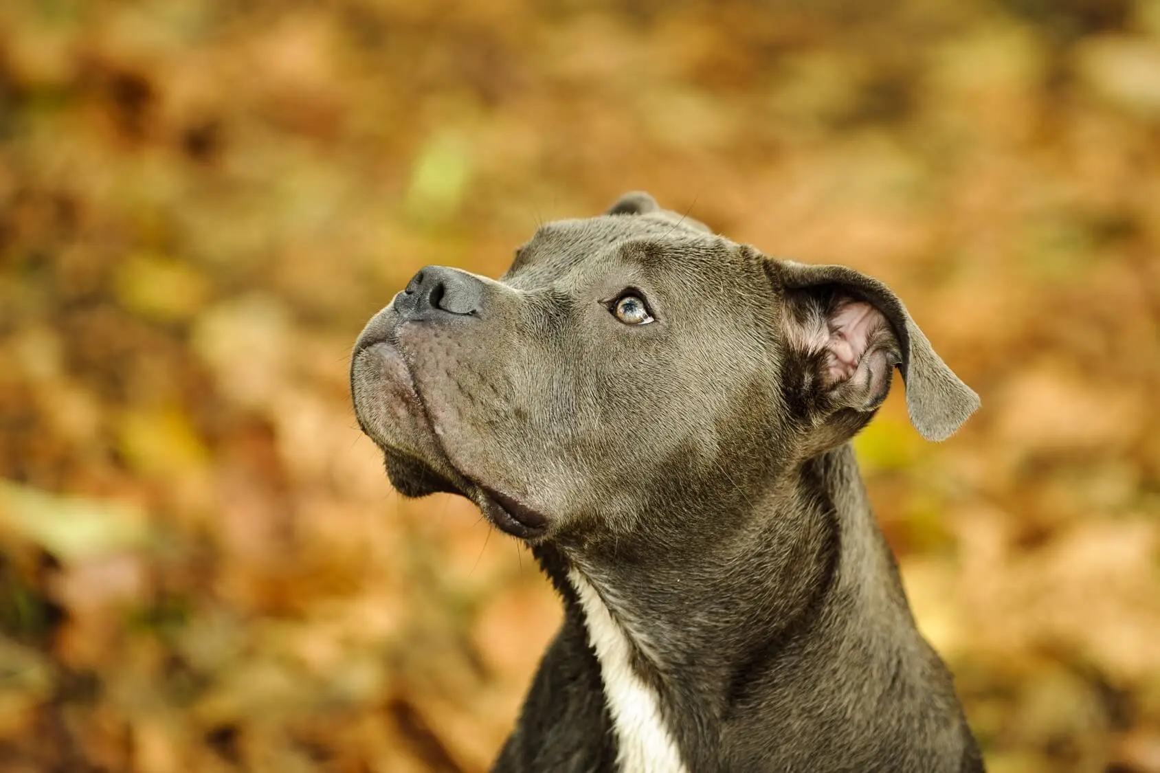 blue pit with blue eyes