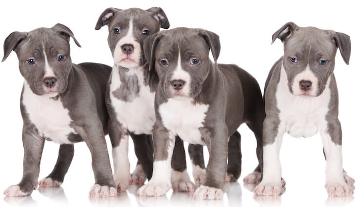 Blue Nose Pitbull Weight Chart