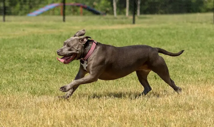 Blue Nose Pitbull Running