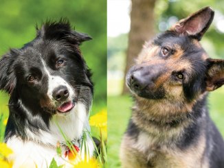 Border Collie German Shepherd Mix - The World's Best Family Dog?