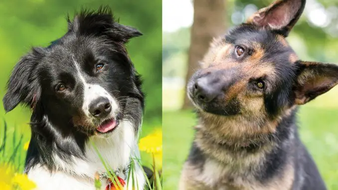 Perfect Dog Breeds Finding Rover And Fido