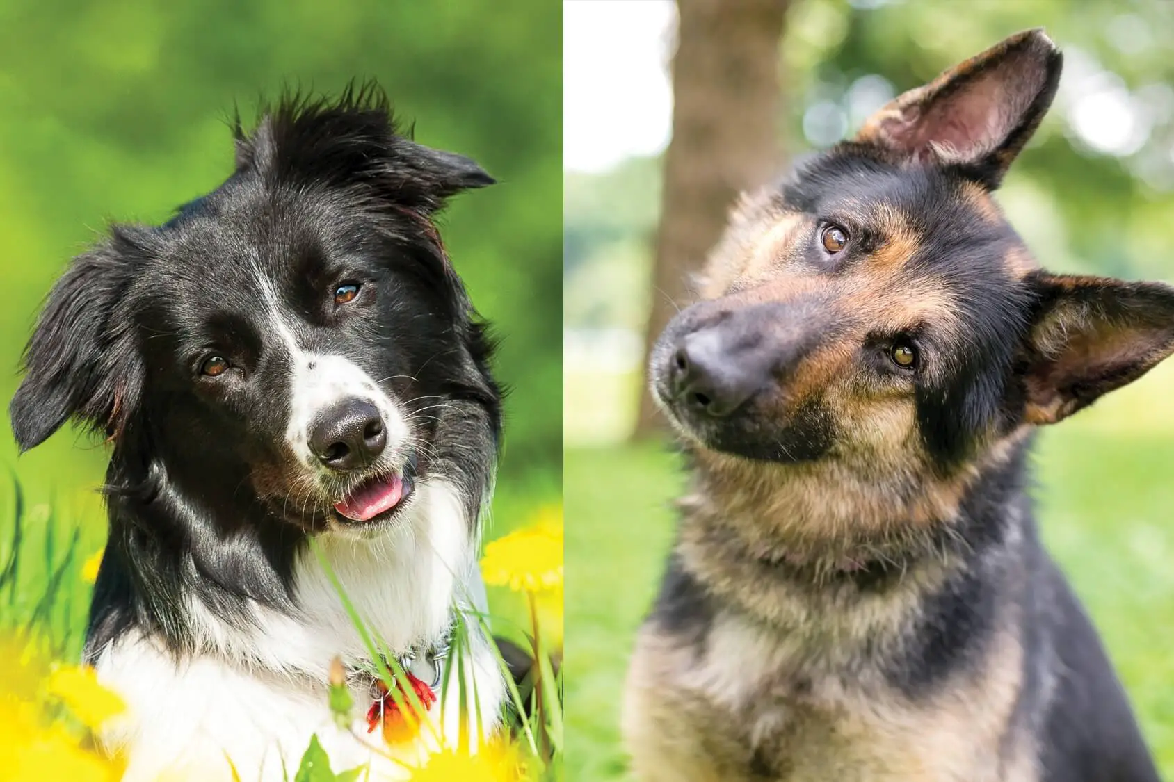 Collie German Shepherd - The World's Family Dog? | Dog Breeds