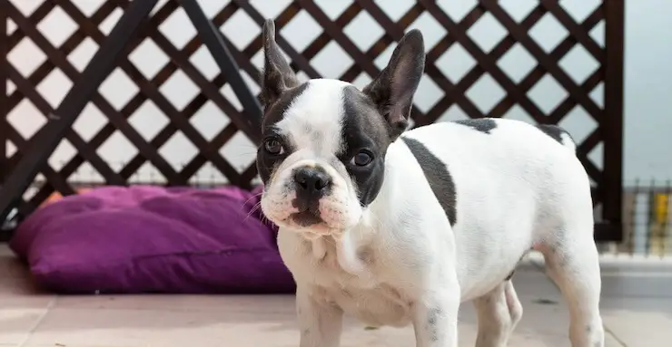 Buyer’s Guide to Frenchton