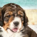 Buying a Bernedoodle