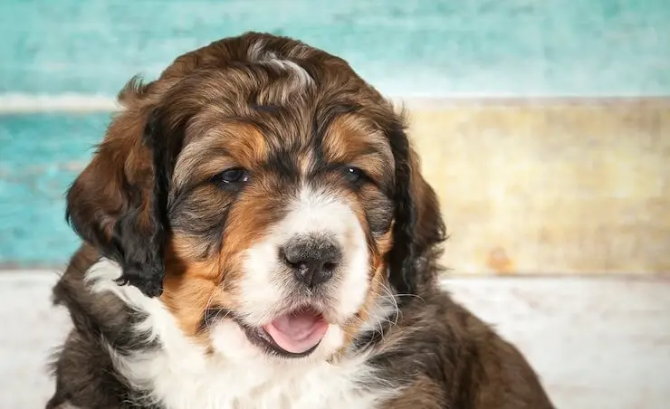 Bernedoodle Growth Chart