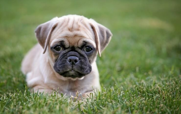 Chug Dog in the Grass