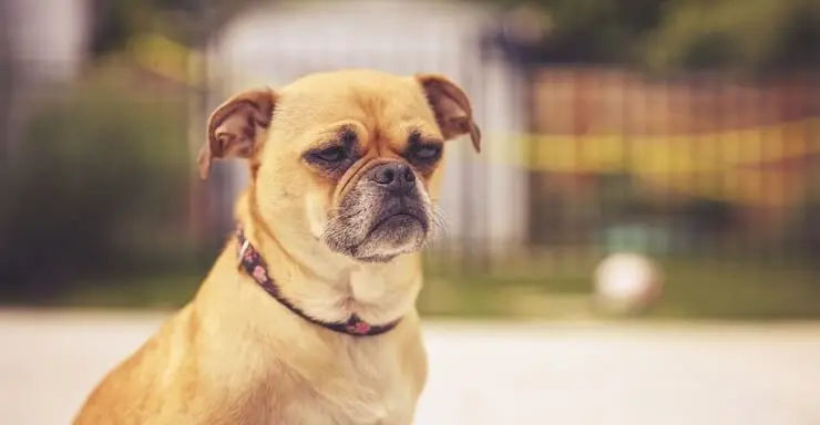 chug puppies temperament