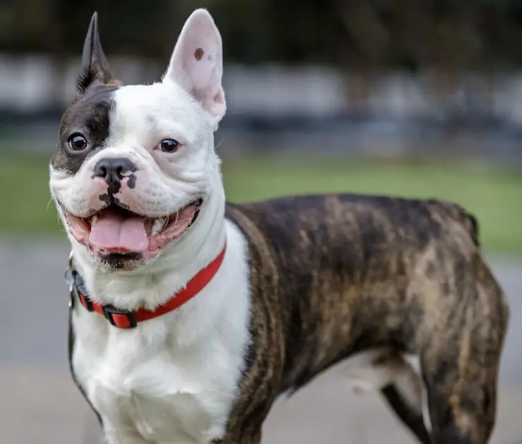 mixed french bulldog