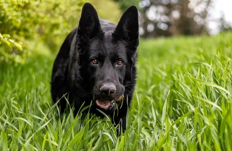 GSD Eating Grass