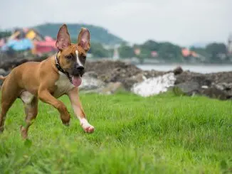 German Shepherd Pitbull Mix A Dangerous Dog or Family Guardian Banner