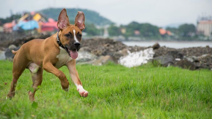 German Shepherd Pitbull Mix A Dangerous Dog or Family Guardian Banner