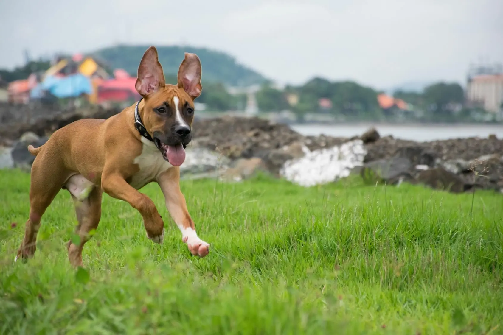 pitbull mixed with german shepherd puppy