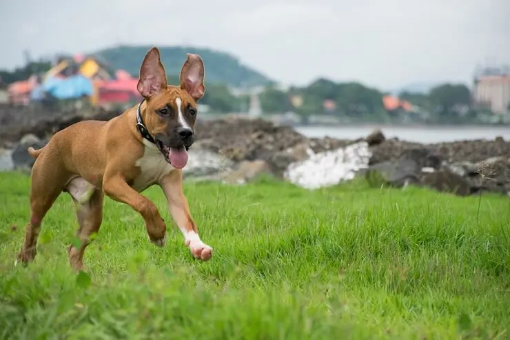 german pit mix