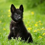 German Shepherd Puppy