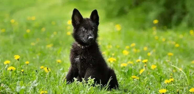 black fluffy german shepherd