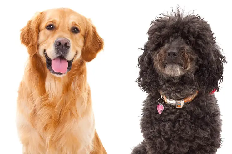 Golden Retriever and a Miniature Poodle