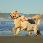 Goldendoodle Full Size