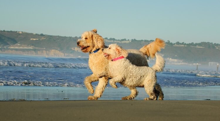 F1b Mini Goldendoodle Size Chart