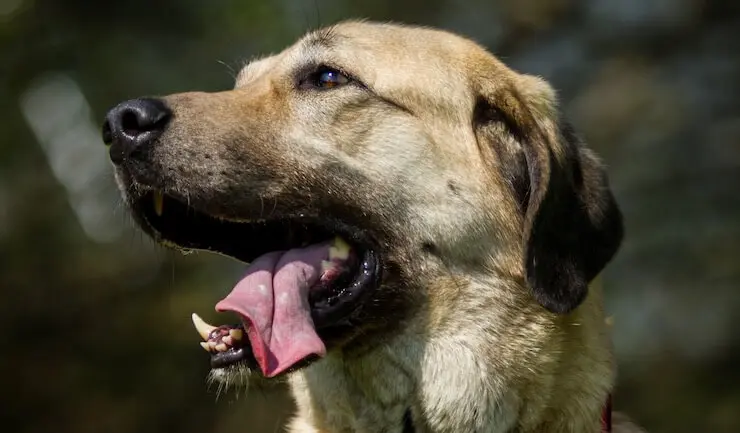 Kangal Dog Portrait