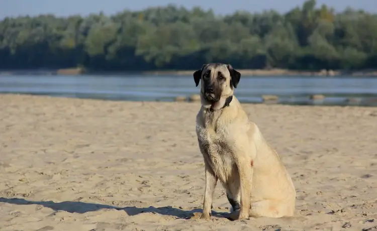 Kangal Dog Sitting