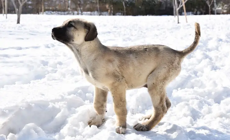 Kangal Dog in Winter