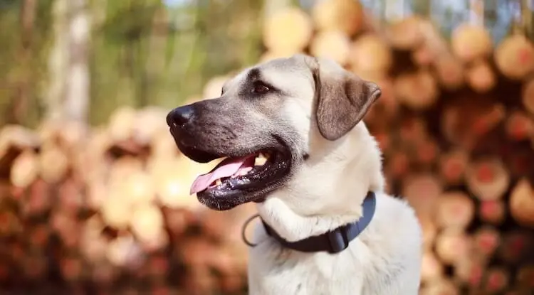 Kangal Dog