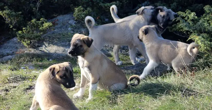 Kangal Puppies