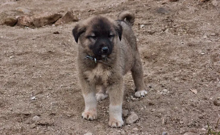 Kangal Puppy Standing