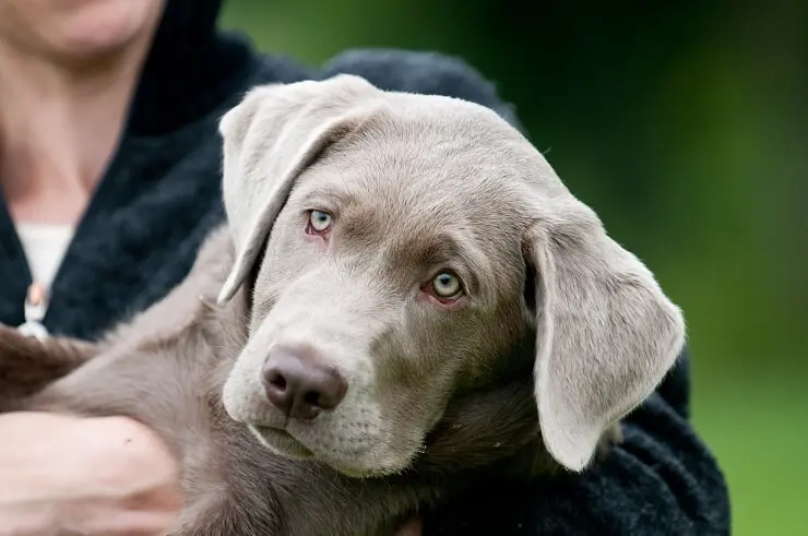 silver and chocolate lab mix