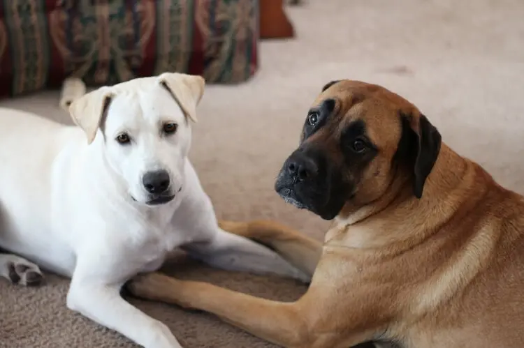 lab and mastiff mix puppies