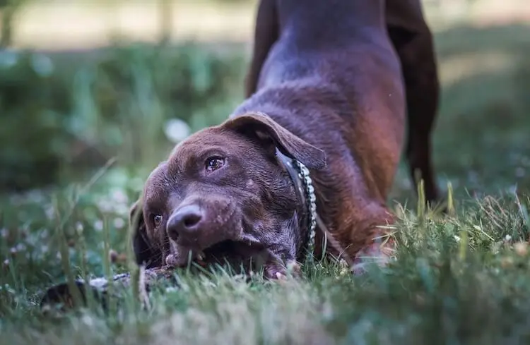 Mastador Dog