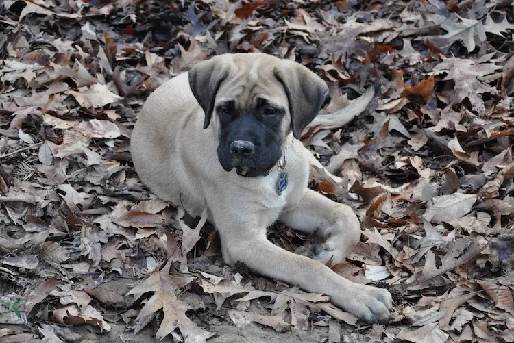 Mastador Puppy