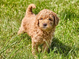 Mini Goldendoodle A Small And Mighty Teddy Bear Mix Banner