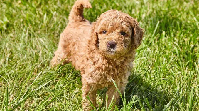 Mini Goldendoodle A Small And Mighty Teddy Bear Mix Banner