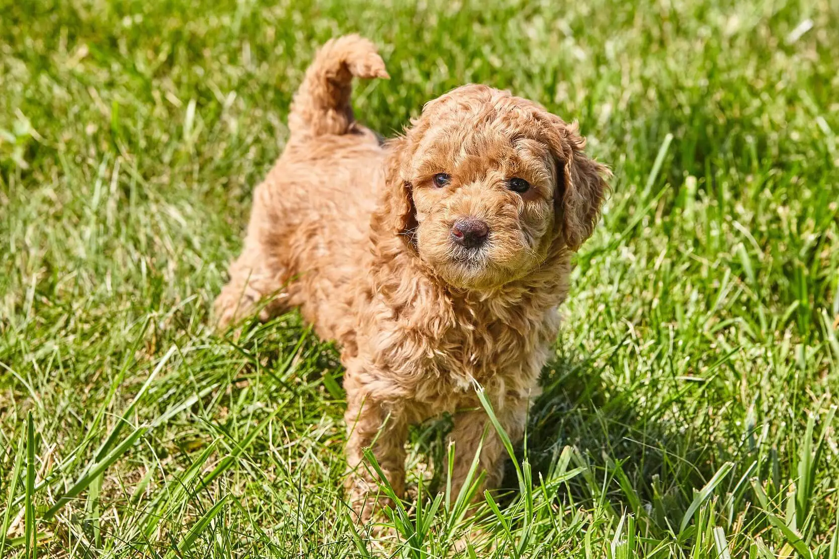Mini Goldendoodle A Small And Mighty Teddy Bear Mix